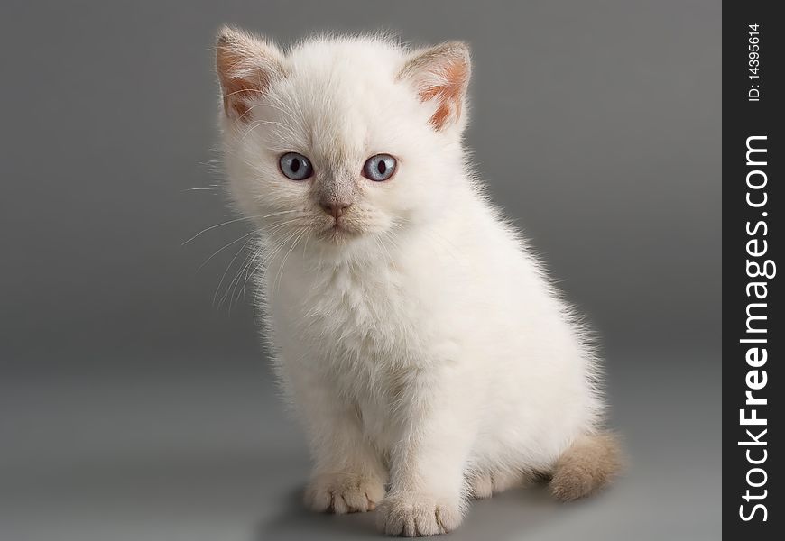 A young male British breed on a gray background. Not isolated. A young male British breed on a gray background. Not isolated.