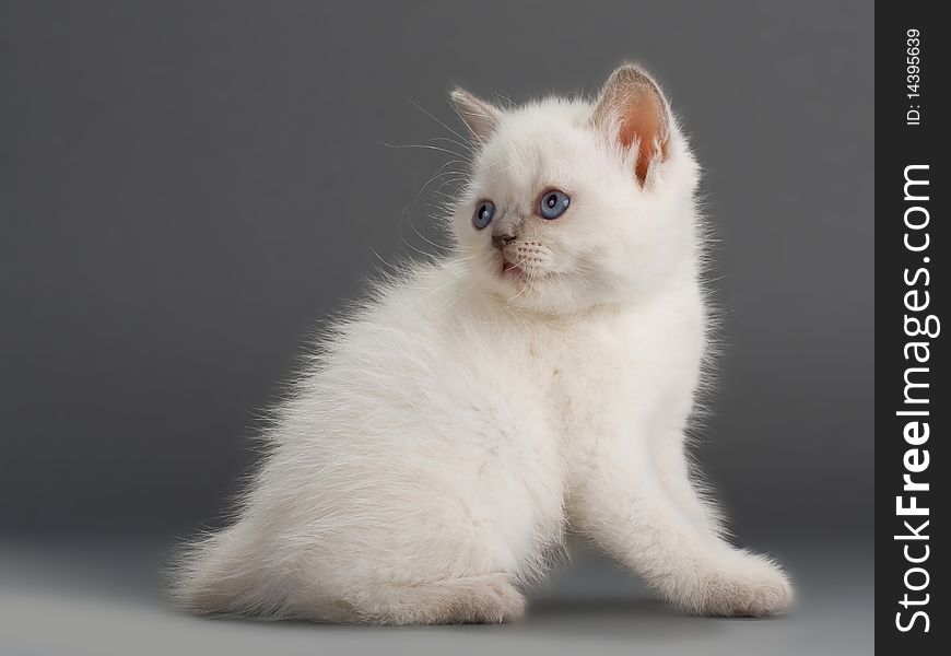 A young male British breed on a gray background. Not isolated. A young male British breed on a gray background. Not isolated.