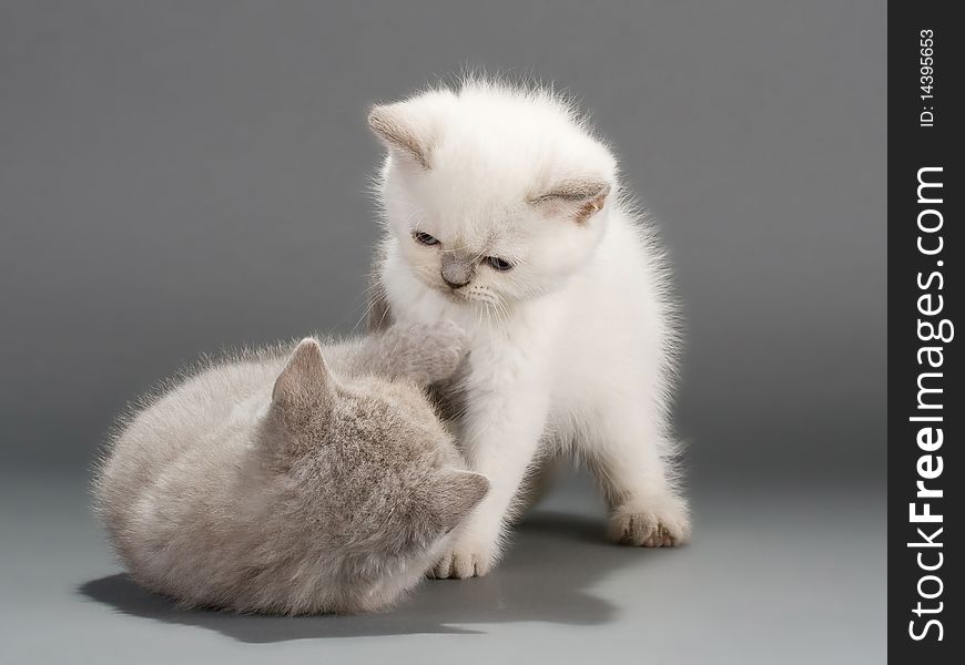 British Kittens