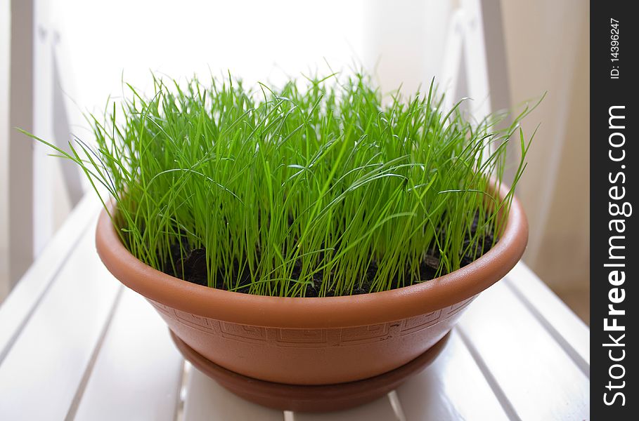 Young green grass in a round pot on a white background. This grass have planted for a cat. Young green grass in a round pot on a white background. This grass have planted for a cat.