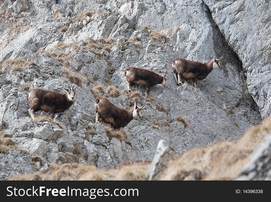 Herd of mountain goats (Tatra Mountains)
