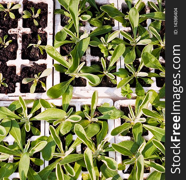 Trays of seedlings and plants at various stages of growth, seen from above. Trays of seedlings and plants at various stages of growth, seen from above.