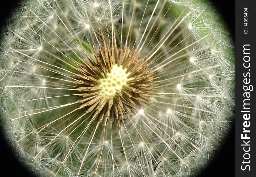 Dandelion seed closeup