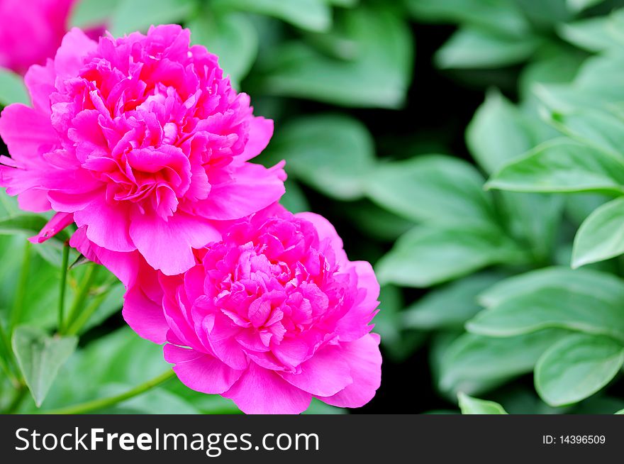 Beautiful peony.Representative of happiness and wealth.