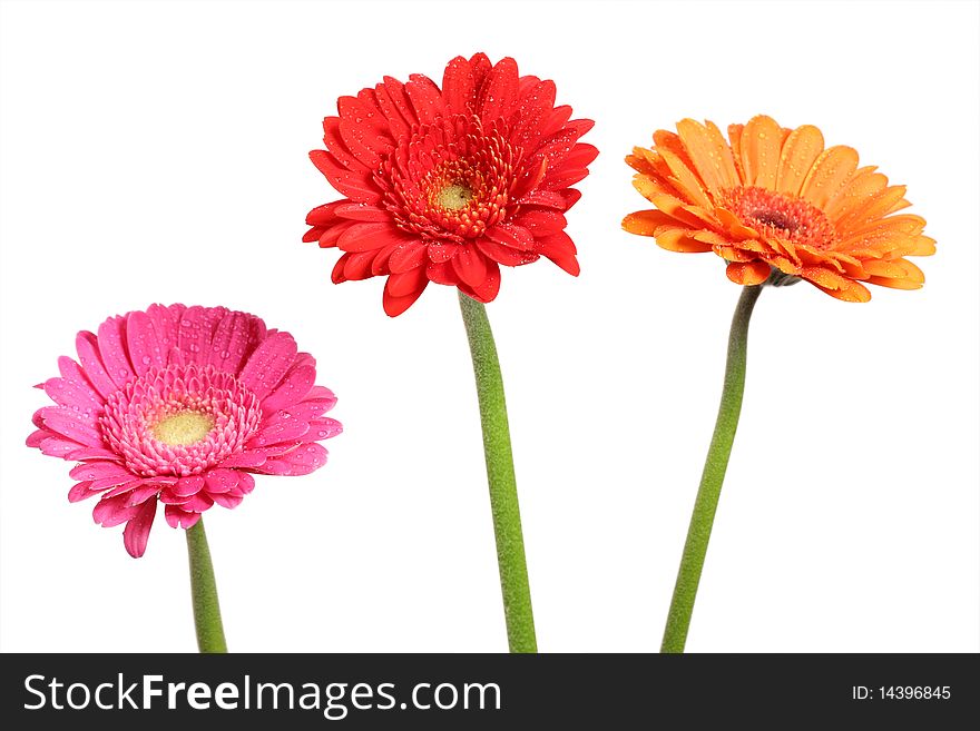 Three gerberas standing in a vase