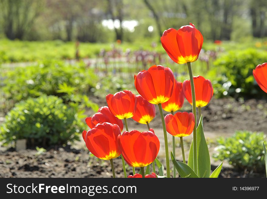 Tulips In botanical to a garden