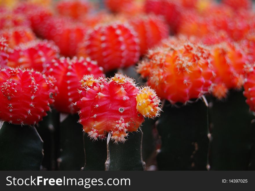 Close up view of cacti with red flower. Close up view of cacti with red flower