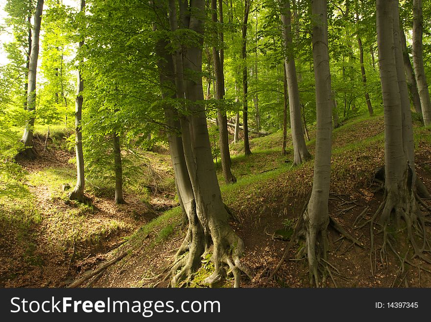 Old trees in the forest