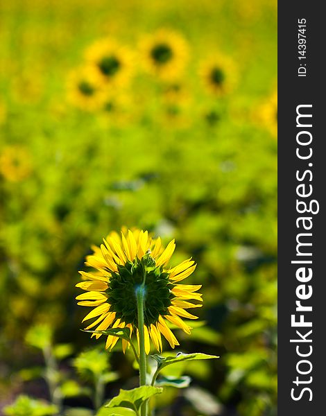 Backside of sunflower at farm in central of Thailand