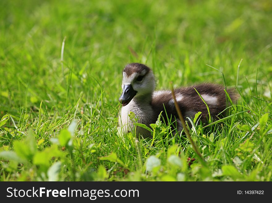 A photo of young duckling in springtime