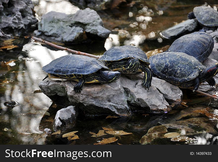 Turtles In A Pond