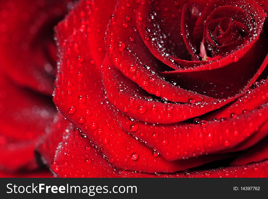 Red rose macro view with water droplets. Extreme close-up with shallow dof