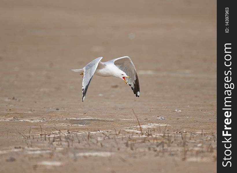 Seagull take off and mating call. Seagull take off and mating call