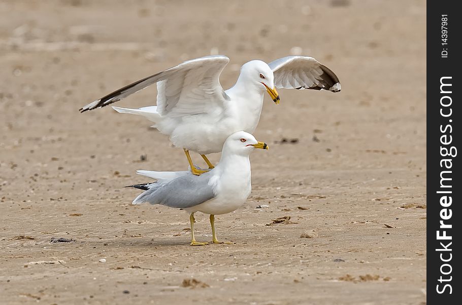 Mating Seagulls on the beach. Mating Seagulls on the beach