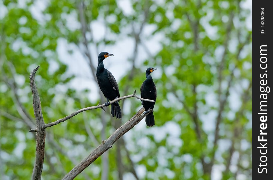 Double Creasted Cormorants