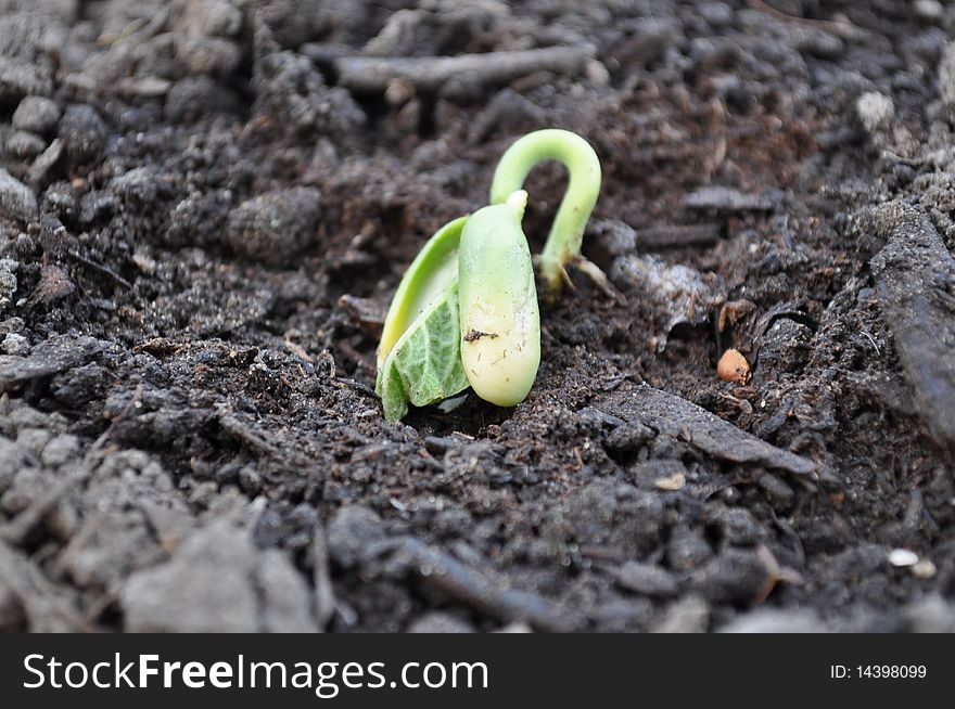 Bean seedling growing and opening outside of dirt. Bean seedling growing and opening outside of dirt