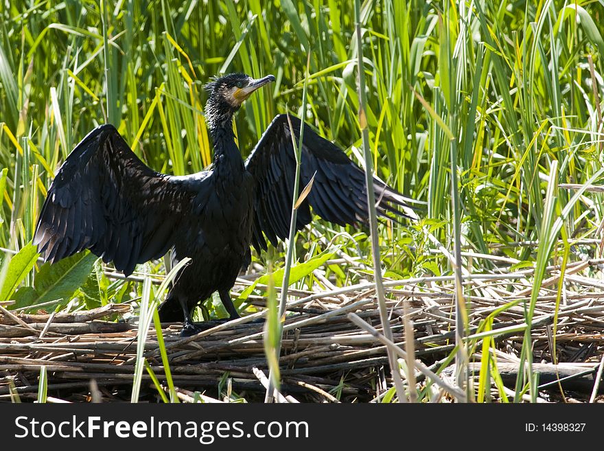 Great Cormorant Drying Wings