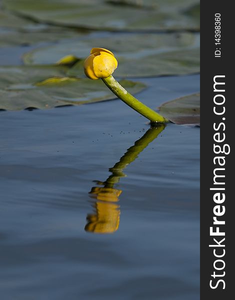 Spatter Dock or Large Pond Yellow Lily (Nymphaea advena)