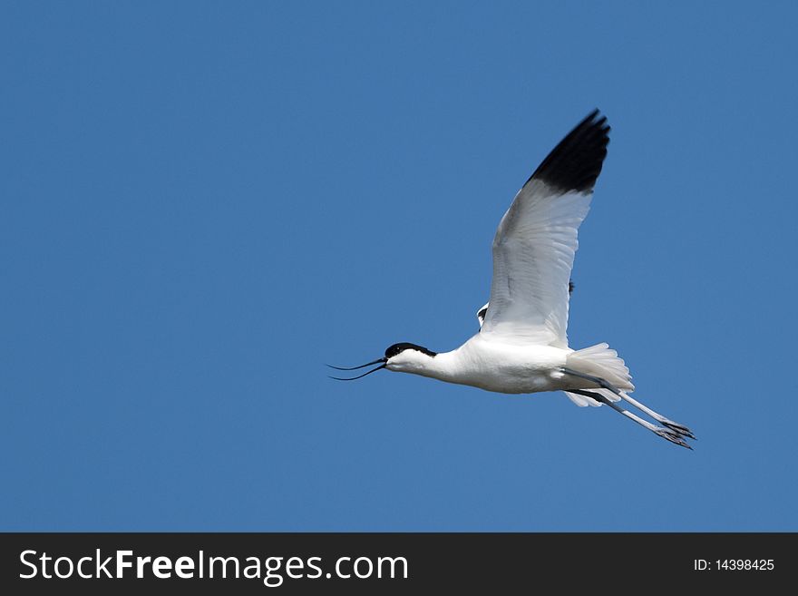 Pied Avocet (Recurvirostra avosetta) in flight. Pied Avocet (Recurvirostra avosetta) in flight