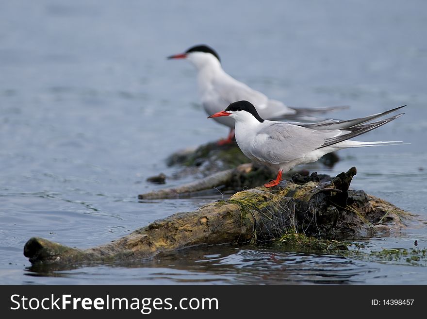 Common Tern (Sterna hirundo) Pair on a log. Common Tern (Sterna hirundo) Pair on a log