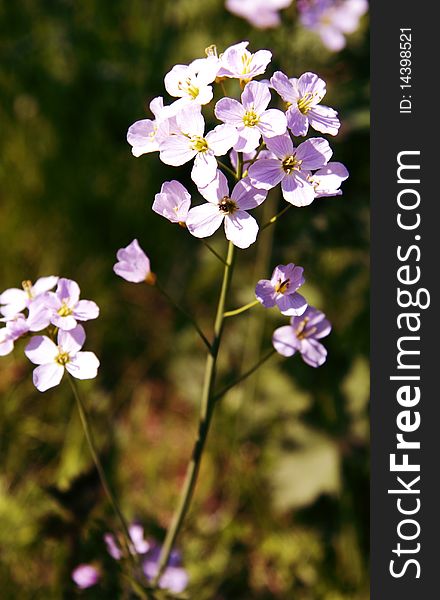 Field flower close up, background,