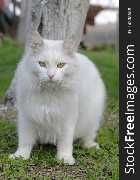 White Tomcat