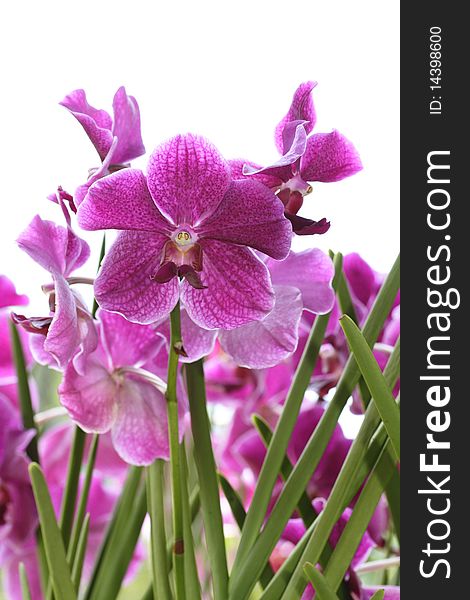 Pink orchids with shallow depth of field, ideal as a flower background