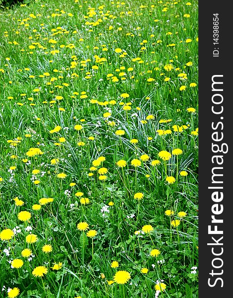 Field of yellow dandelions in a grass