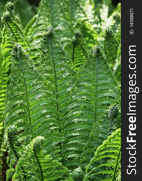 Group of fresh green fern leaves. Group of fresh green fern leaves