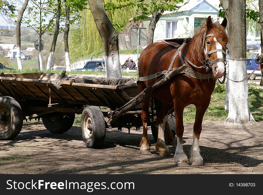 The image of rural horse, which waits its owner