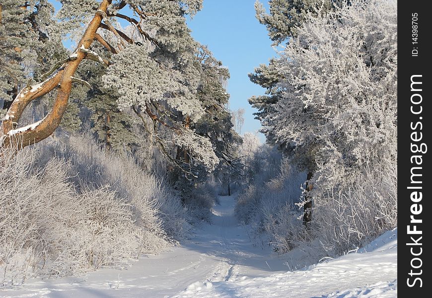 Trees in hoarfrost on a background of the blue sky. Trees in hoarfrost on a background of the blue sky