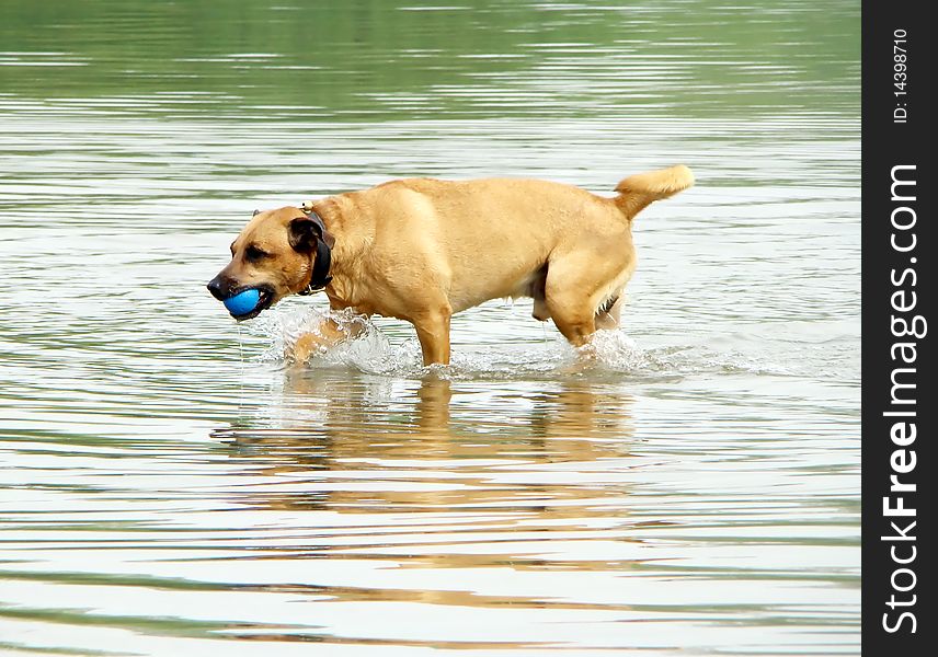 The dog is played in water with a ball