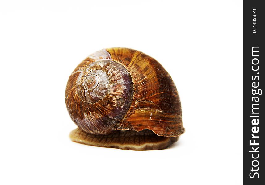 Snail isolated on a white background