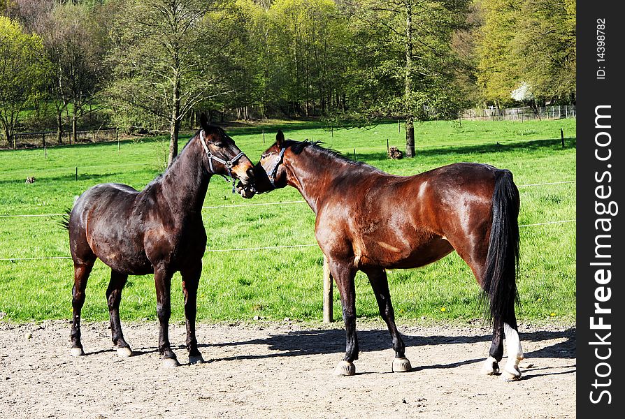 Two Horse Friendship with volleer. Two Horse Friendship with volleer