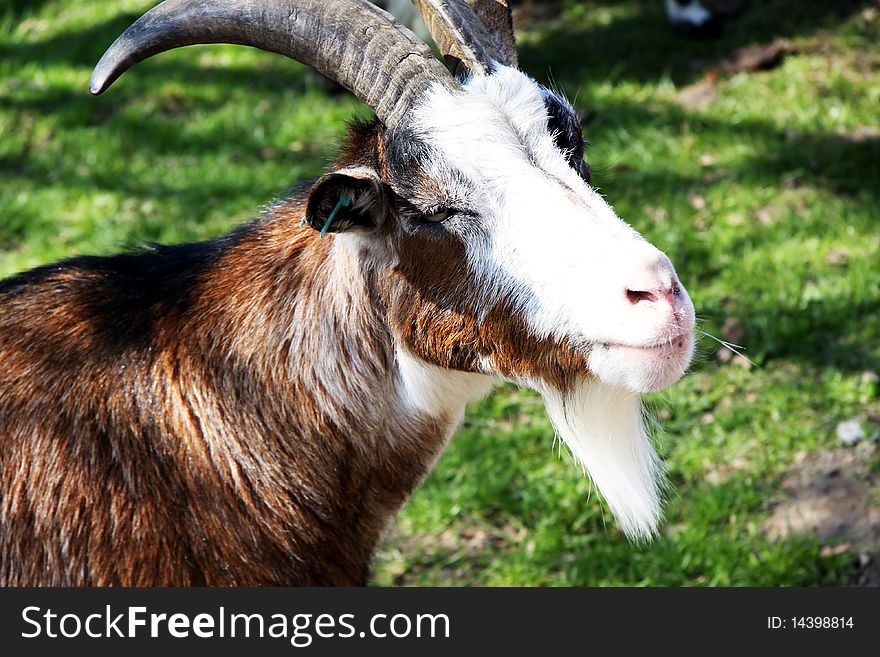 A close up of a goat