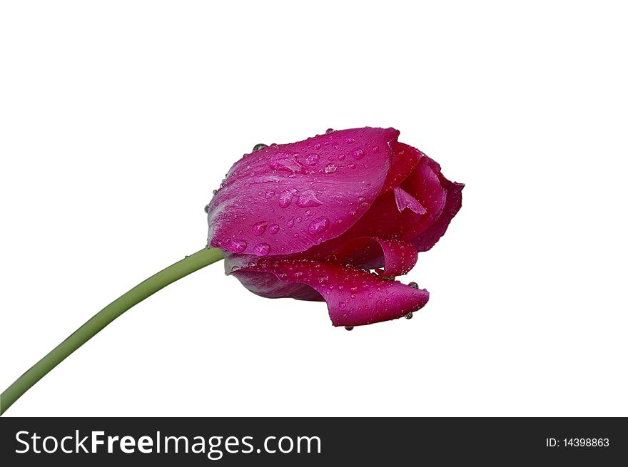 Pink tulip isolated against the white background