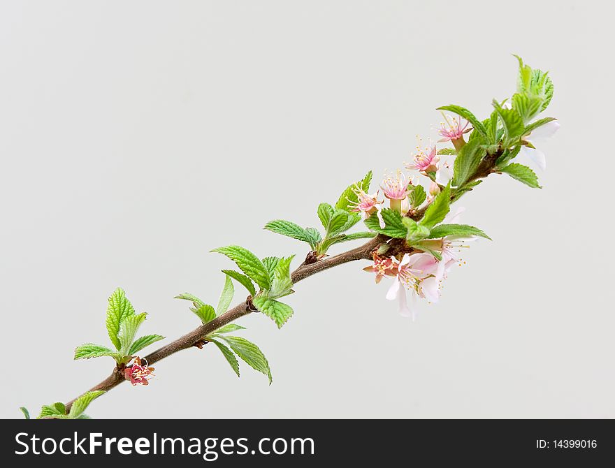 Beautiful flowers blooming cherry on a gray background. Beautiful flowers blooming cherry on a gray background