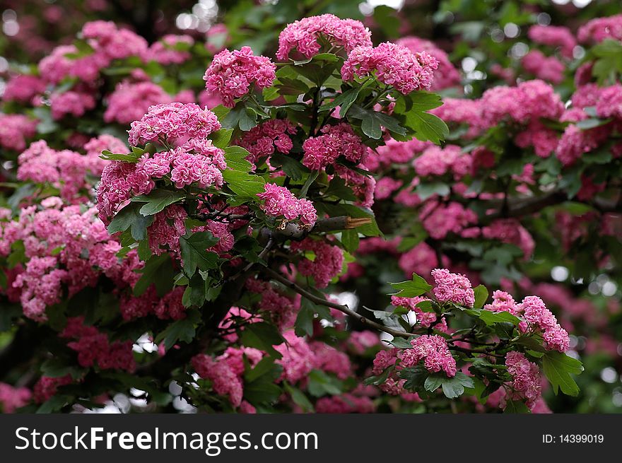 Tree with the pink flowers in spring
