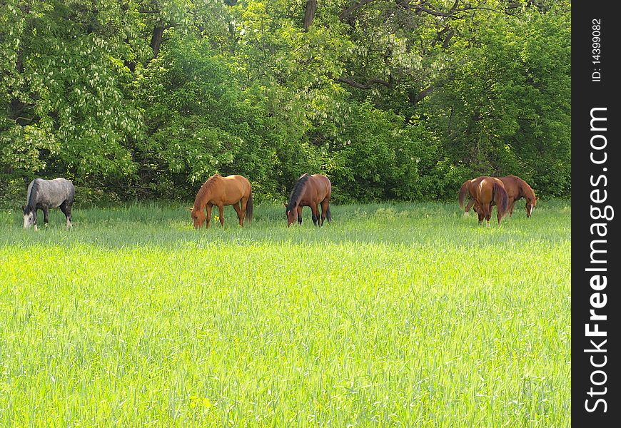 Five loschadey graze on to the meadow. Five loschadey graze on to the meadow