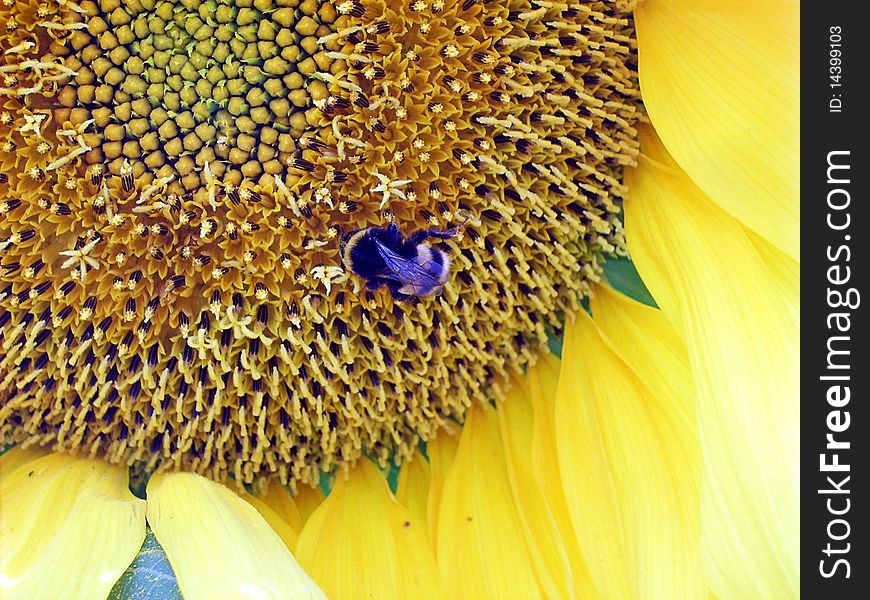 Large kind of the centre of a sunflower together with a bumblebee