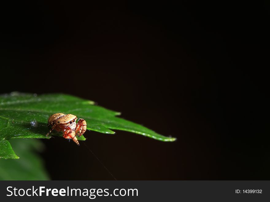 Spider on the green leaf look forword