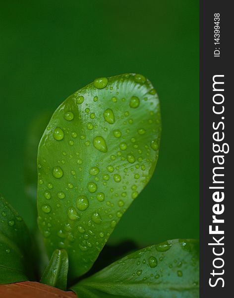 Marco shot on leaf with drops of water.
Trying to give the feeling of nature and refreshing