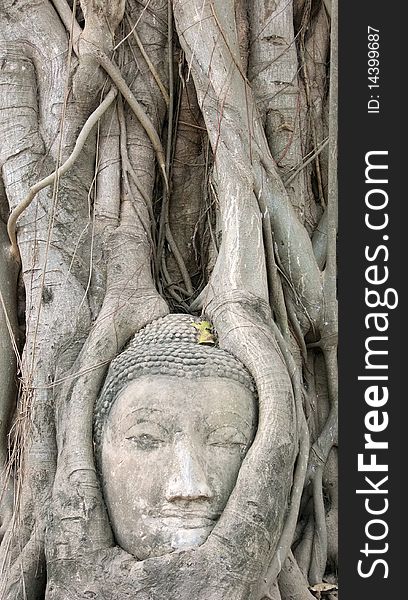 Head of Buddha statue in tree, located in Wat Phanan Choeng, Ayutthaya, Thailand. Head of Buddha statue in tree, located in Wat Phanan Choeng, Ayutthaya, Thailand