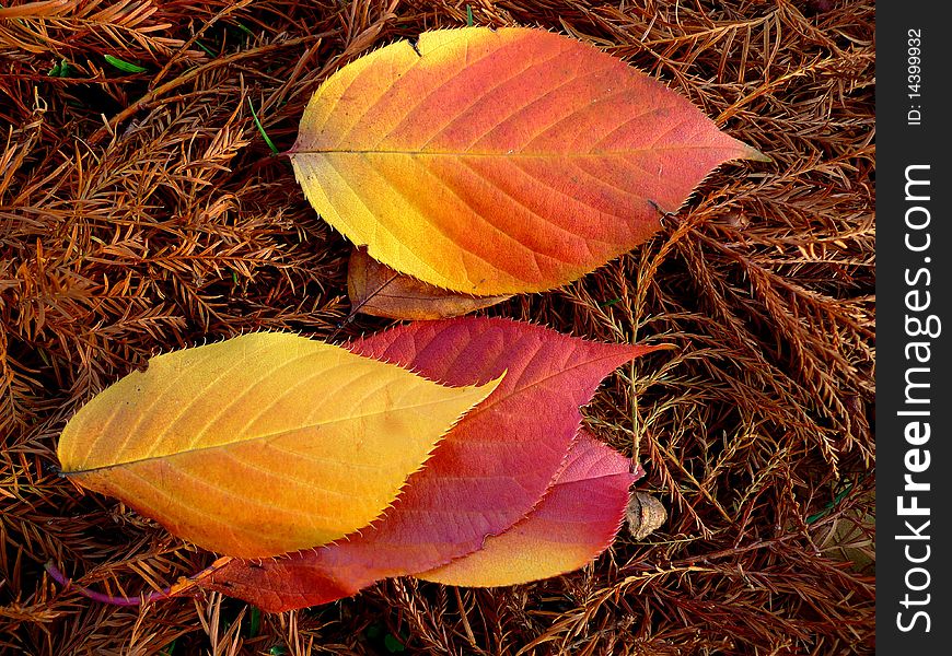 Spear shaped, yellow and russet autumn leaves lie on a bed of brown pine needles. Spear shaped, yellow and russet autumn leaves lie on a bed of brown pine needles.