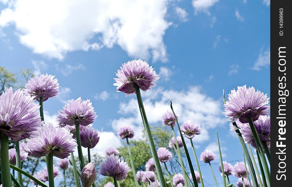 Sky and chive blossoms