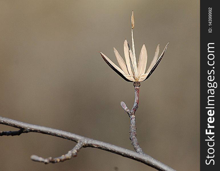 A dried,hard, flower bloom makes a dramatic design in the cold season. A dried,hard, flower bloom makes a dramatic design in the cold season.