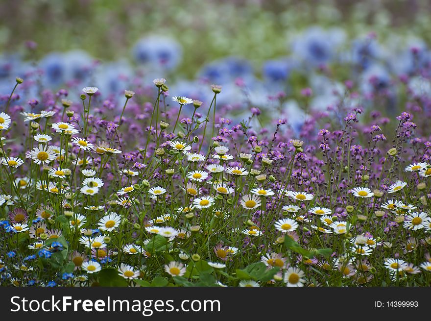 Many colored flowers in a green field