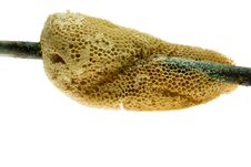 Free Hand Holding Honeycomb On Bamboo Branch And Isolated Royalty Free Stock Photos - 143918368