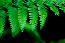 Drops On A Fern Leaves Royalty Free Stock Images