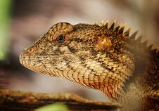 Free Lizard Walking The Bark On Blur Background Royalty Free Stock Images - 143919499